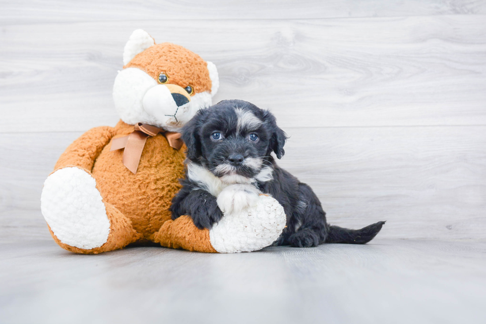 Mini Sheepadoodle Pup Being Cute