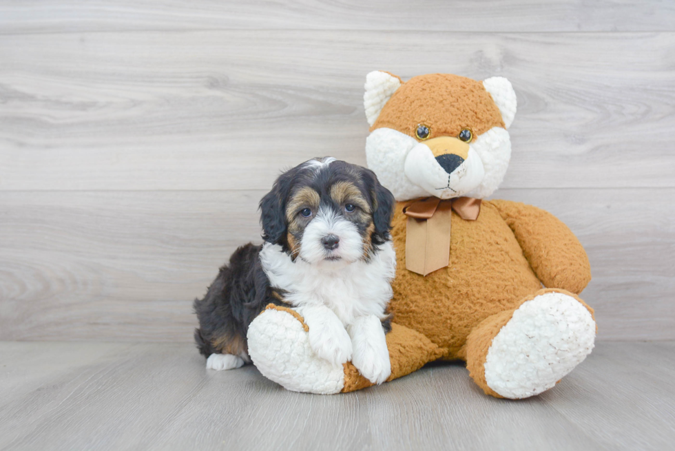 Mini Sheepadoodle Pup Being Cute