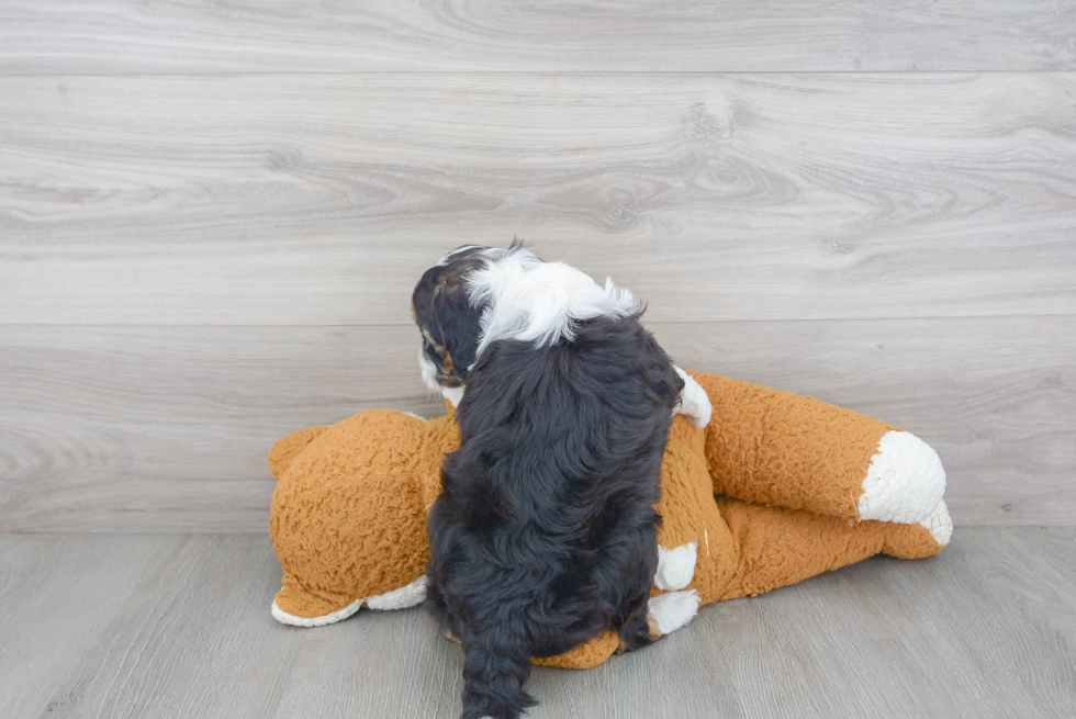 Best Mini Sheepadoodle Baby
