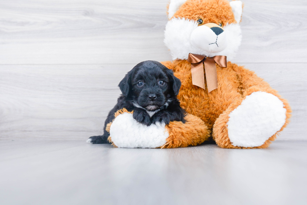 Mini Sheepadoodle Pup Being Cute