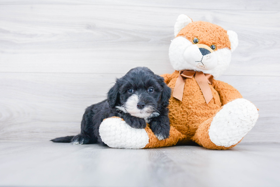 Small Mini Sheepadoodle Baby