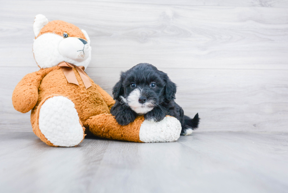 Sweet Mini Sheepadoodle Baby