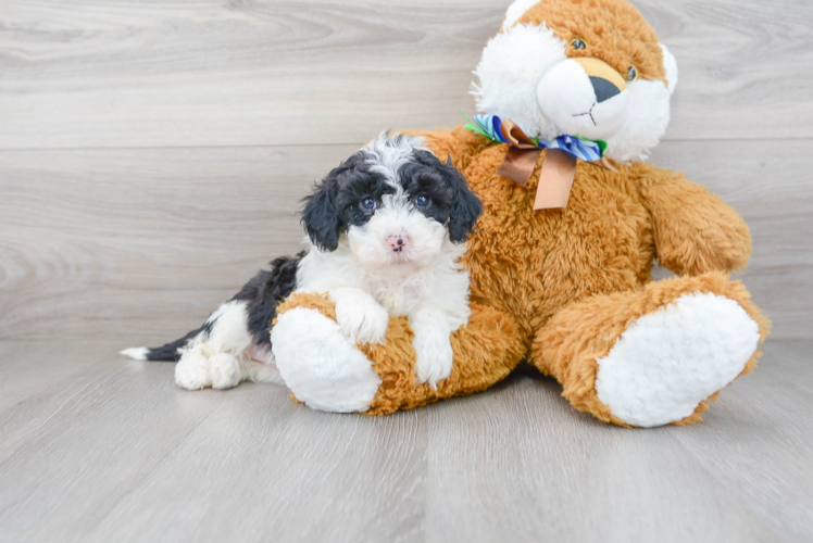 Best Mini Sheepadoodle Baby