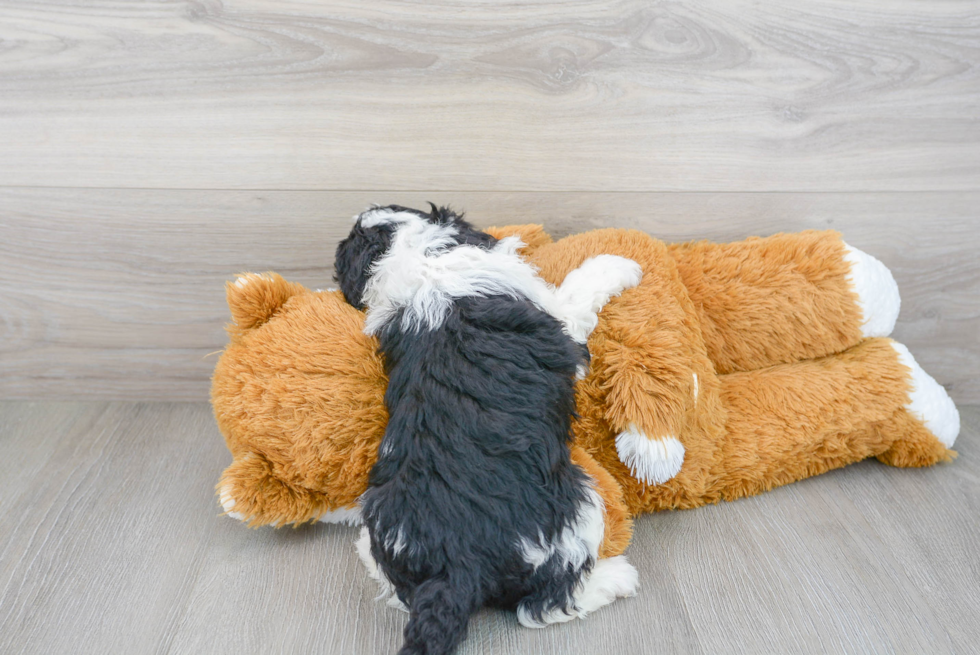 Playful Sheep Dog Poodle Mix Puppy