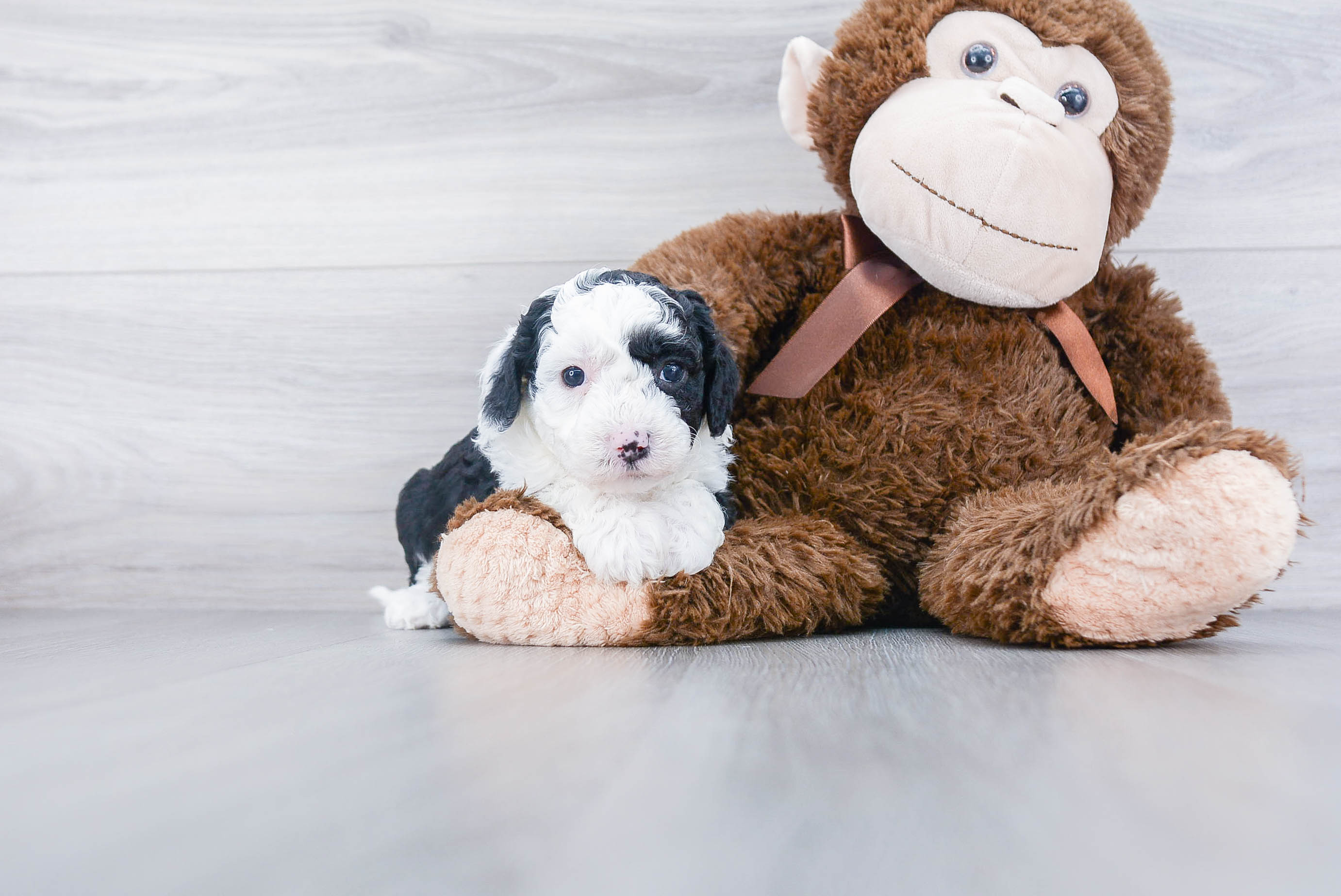 Friendly Mini Sheepadoodle Baby