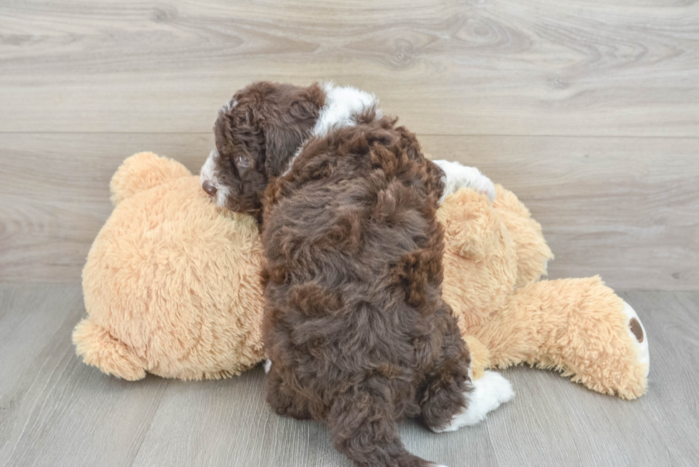 Fluffy Mini Sheepadoodle Poodle Mix Pup