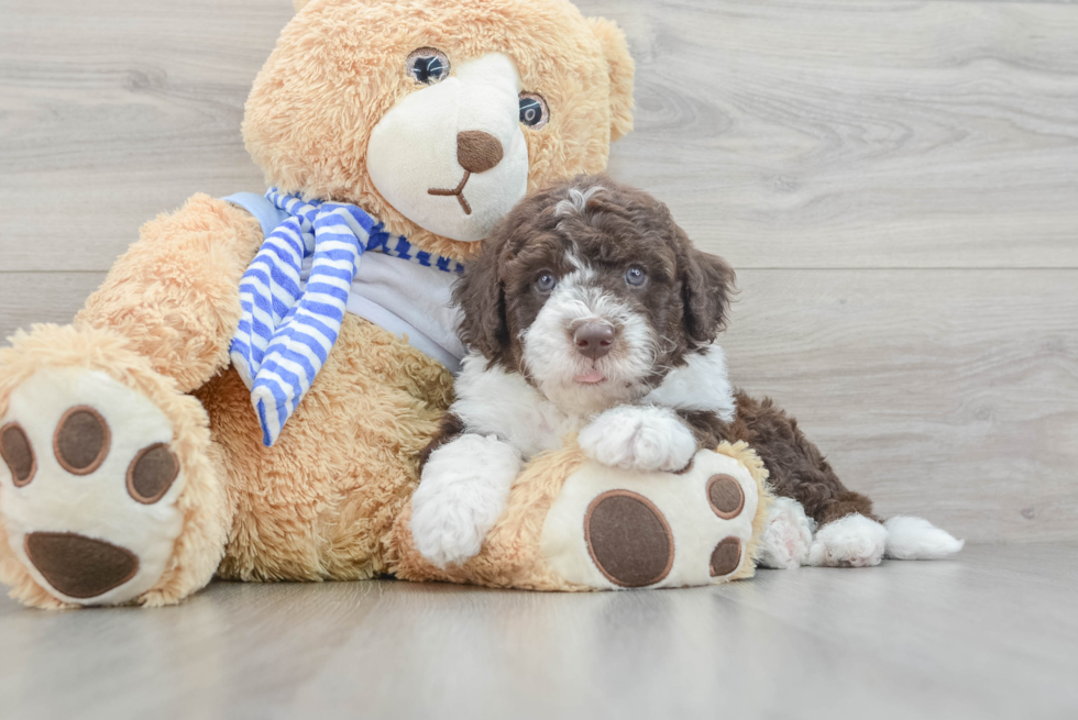 Energetic Mini Sheepapoo Poodle Mix Puppy