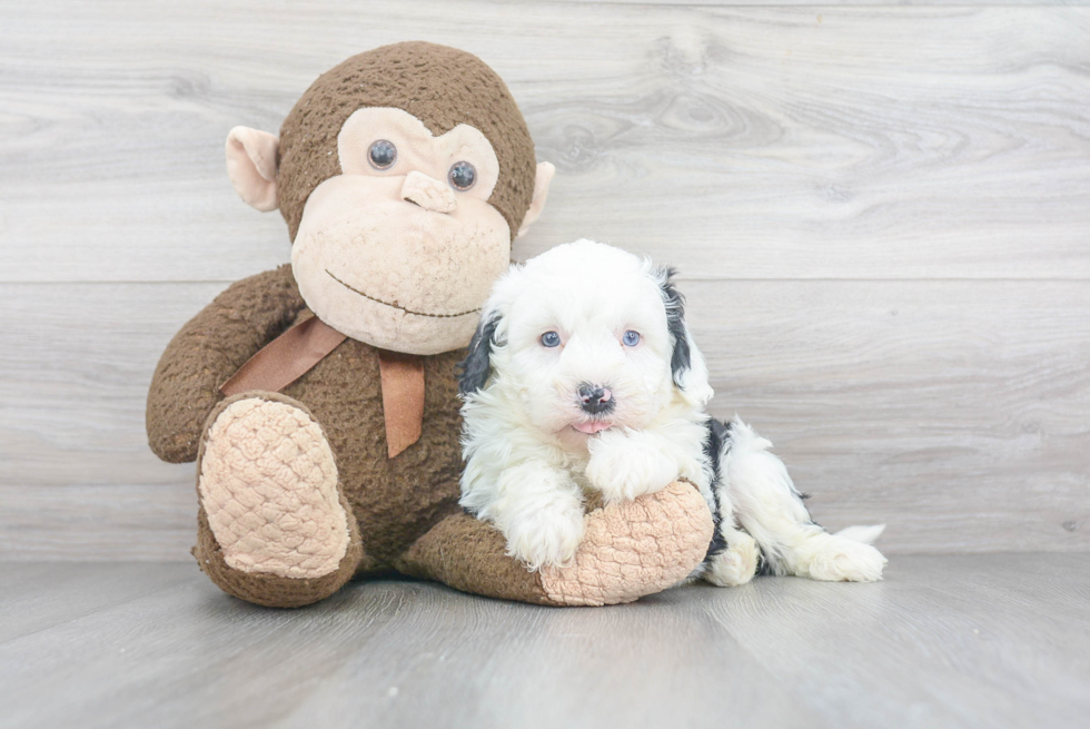 Sweet Mini Sheepadoodle Baby