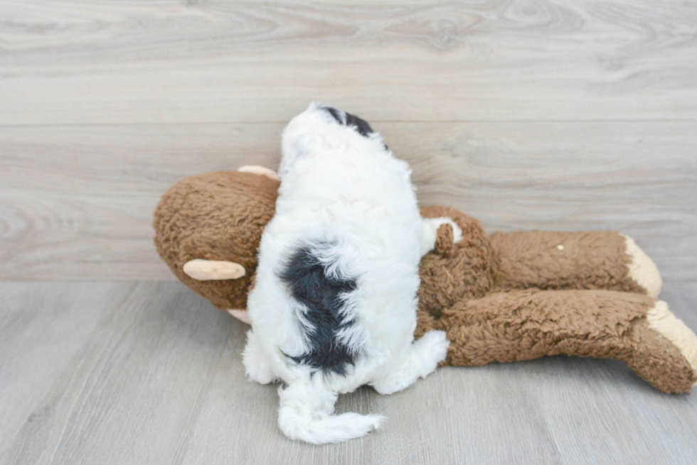 Best Mini Sheepadoodle Baby