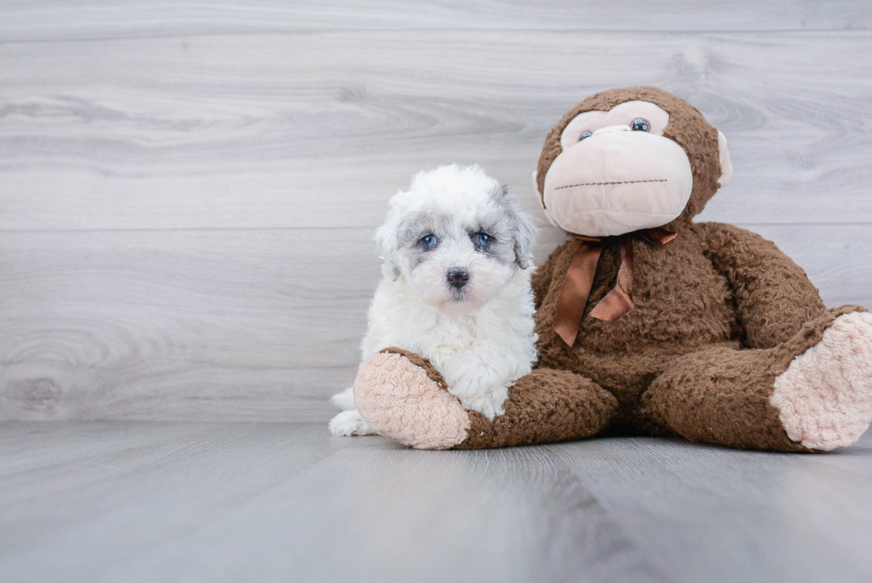 Funny Mini Sheepadoodle Poodle Mix Pup