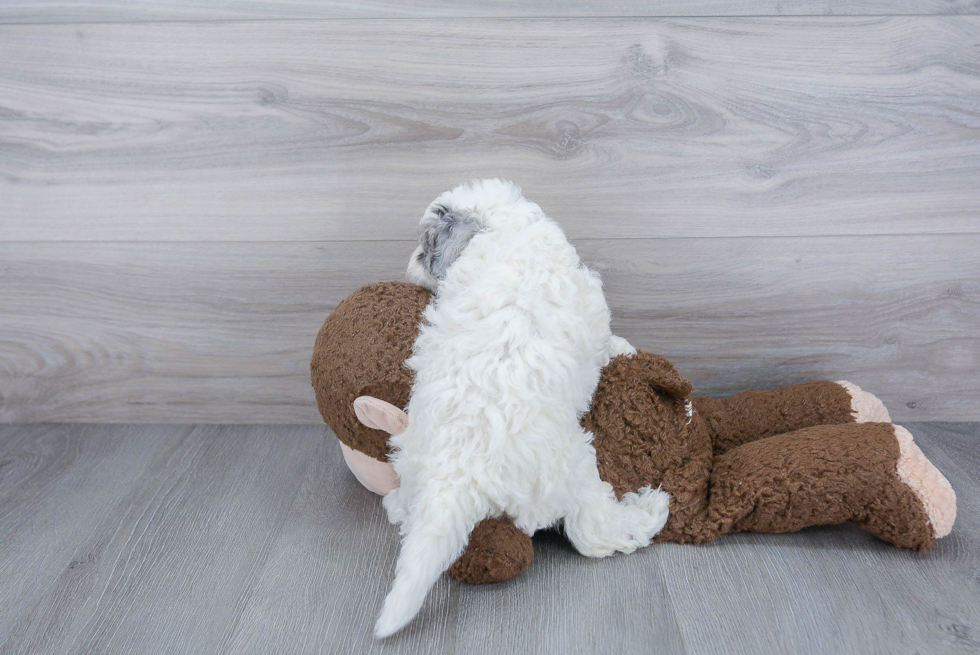 Mini Sheepadoodle Puppy for Adoption