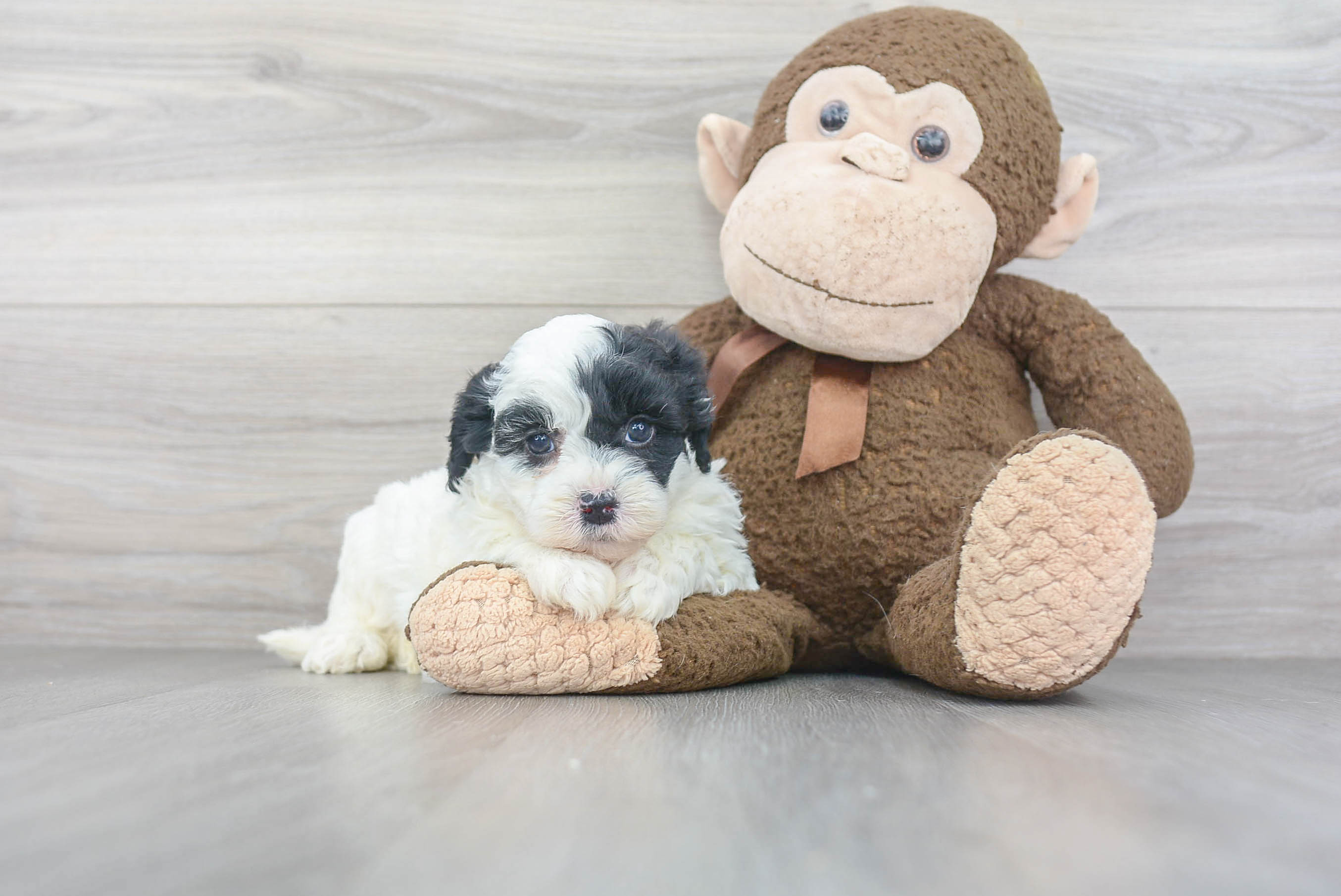 Mini Sheepadoodle Puppy for Adoption