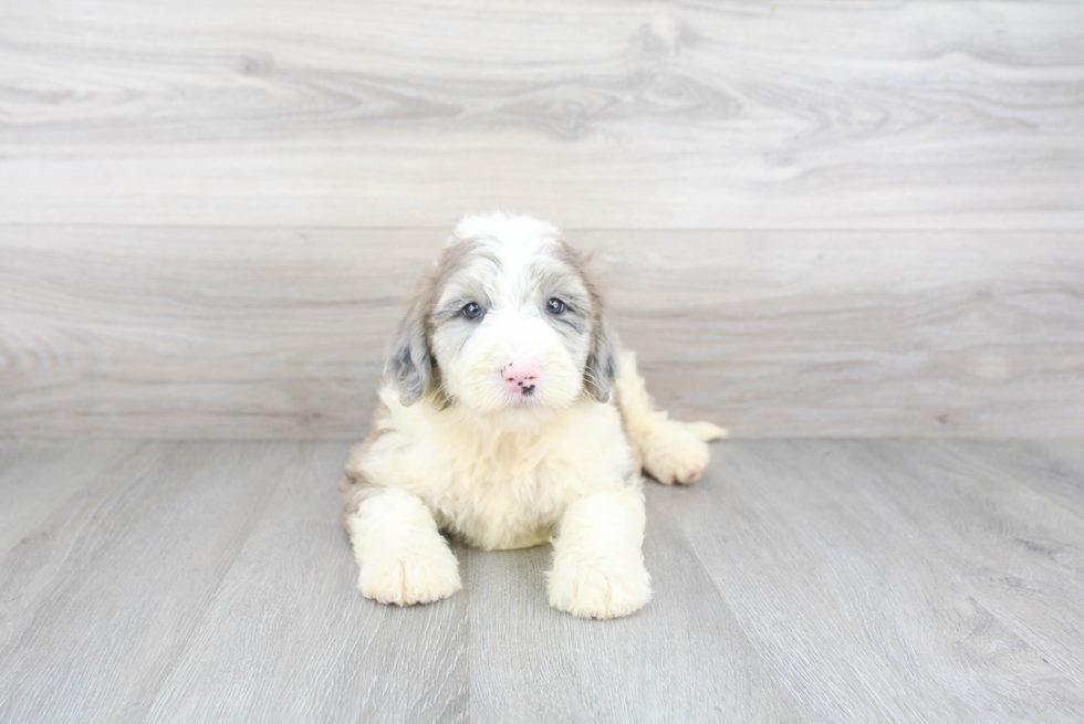 Petite Mini Sheepadoodle Poodle Mix Pup