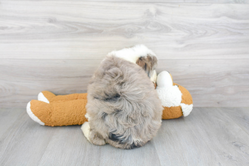 Small Mini Sheepadoodle Baby