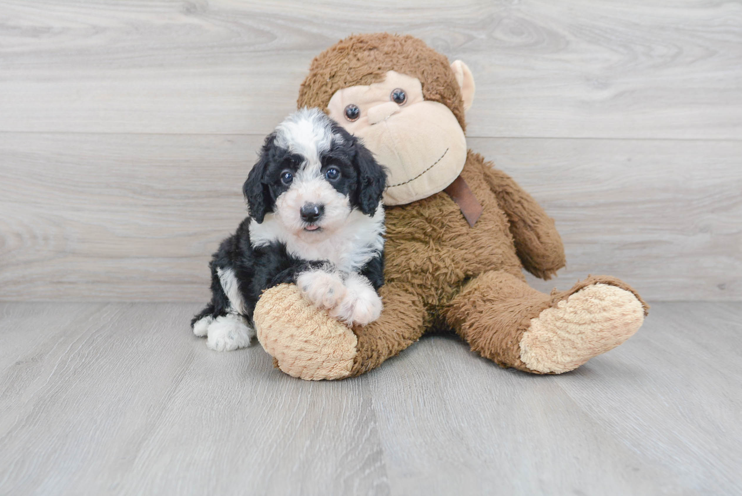 Best Mini Sheepadoodle Baby