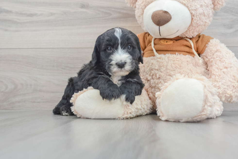 Best Mini Sheepadoodle Baby