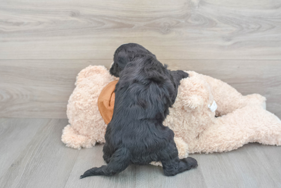 Funny Mini Sheepadoodle Poodle Mix Pup