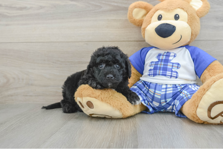 Best Mini Sheepadoodle Baby