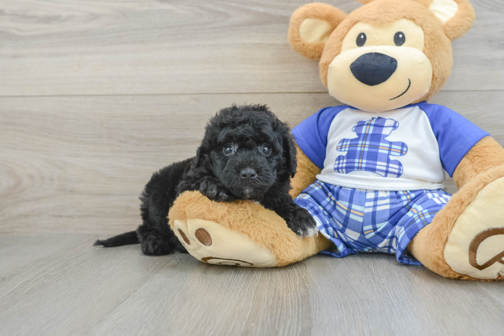 Best Mini Sheepadoodle Baby