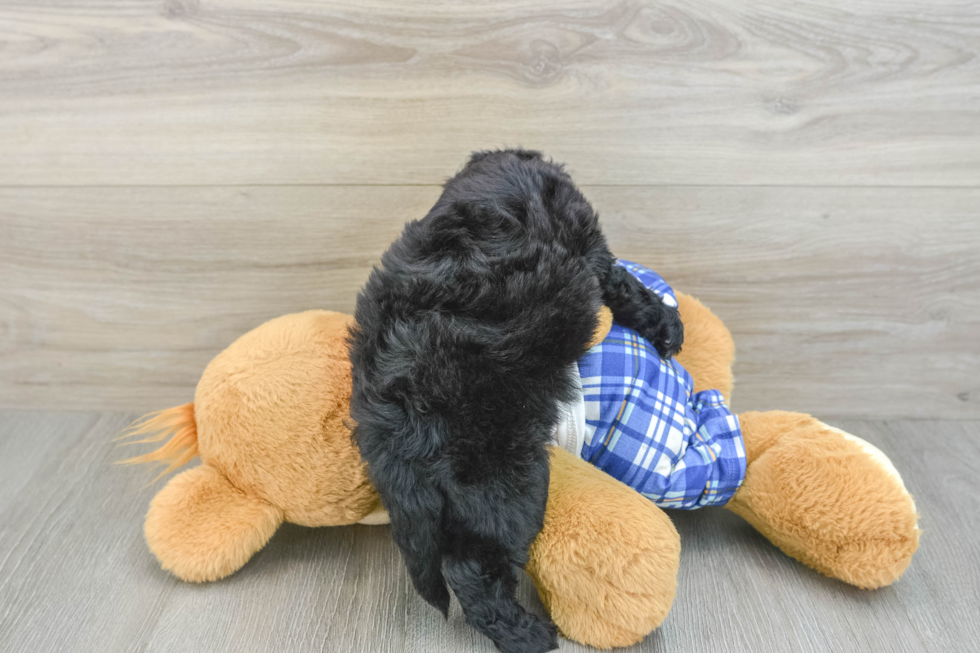 Best Mini Sheepadoodle Baby