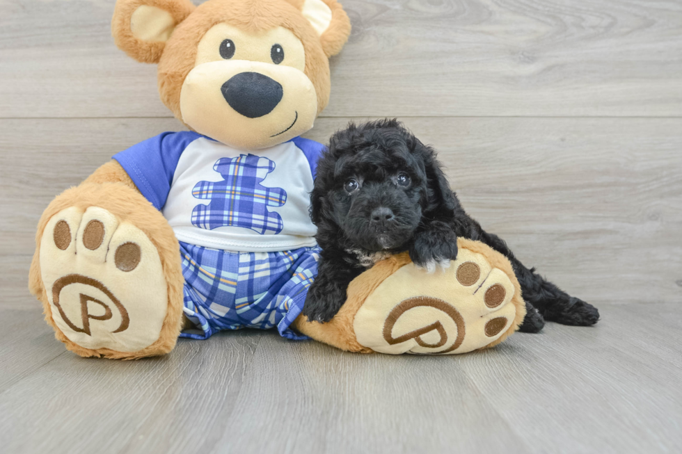 Energetic Mini Sheepapoo Poodle Mix Puppy