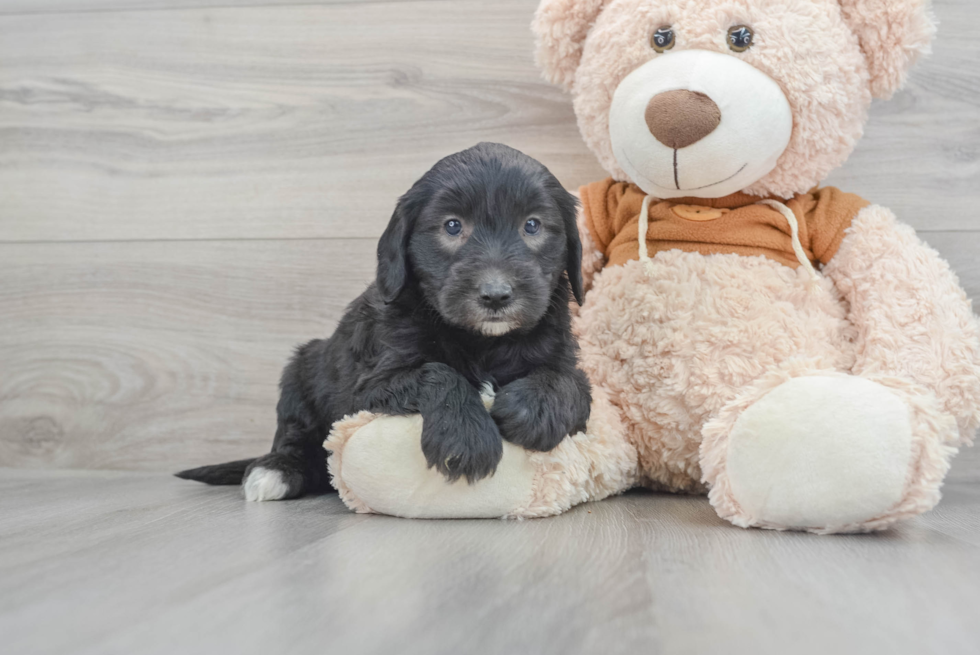 Little Sheep Dog Poodle Mix Puppy
