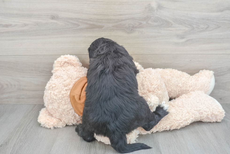 Petite Mini Sheepadoodle Poodle Mix Pup