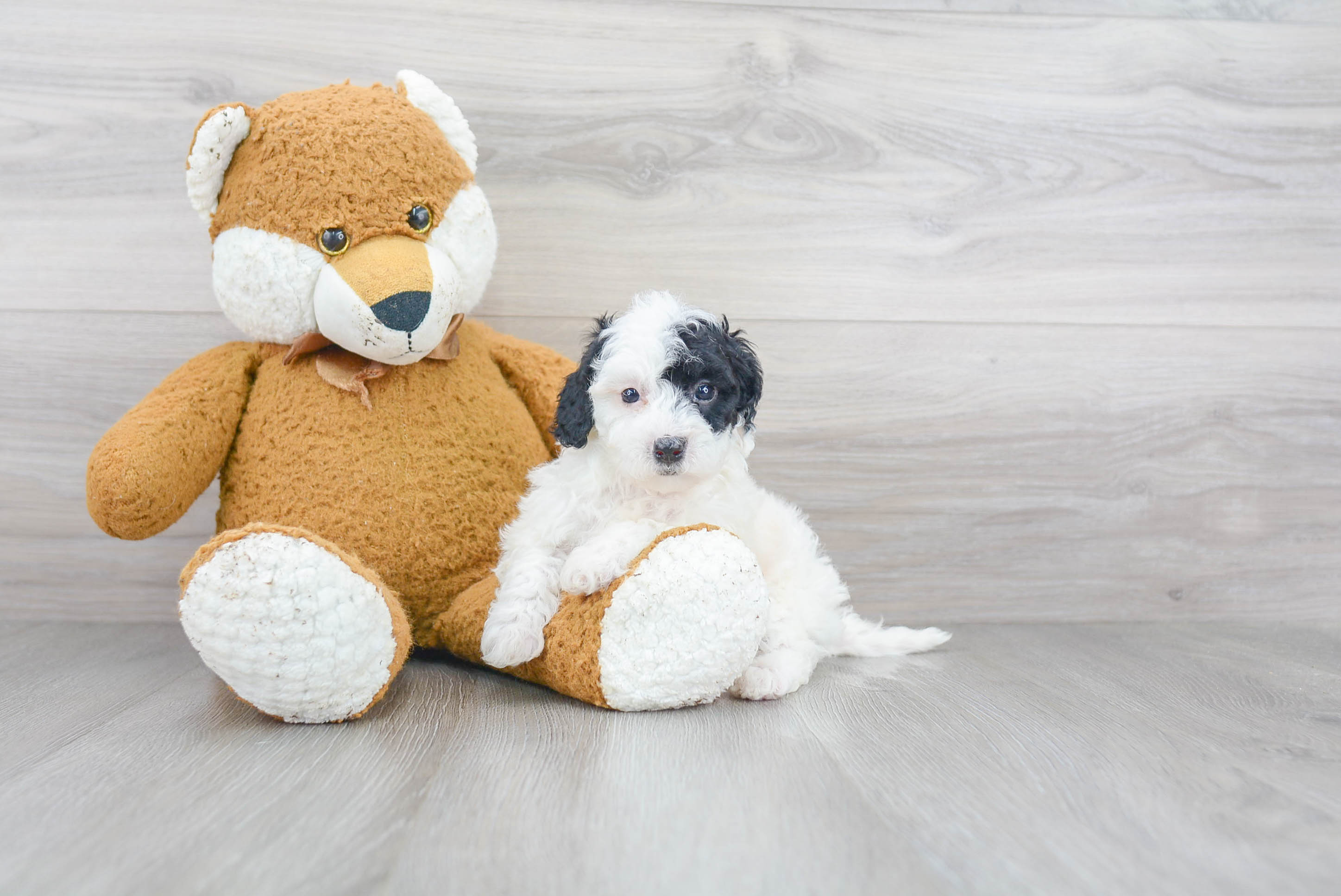 Mini Sheepadoodle Puppy for Adoption