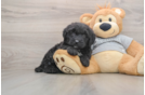 Popular Mini Sheepadoodle Poodle Mix Pup