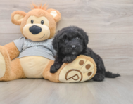 6 week old Mini Sheepadoodle Puppy For Sale - Premier Pups