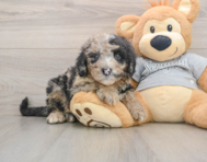 5 week old Mini Sheepadoodle Puppy For Sale - Premier Pups