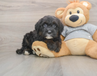 5 week old Mini Sheepadoodle Puppy For Sale - Premier Pups