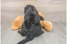 Mini Sheepadoodle Pup Being Cute