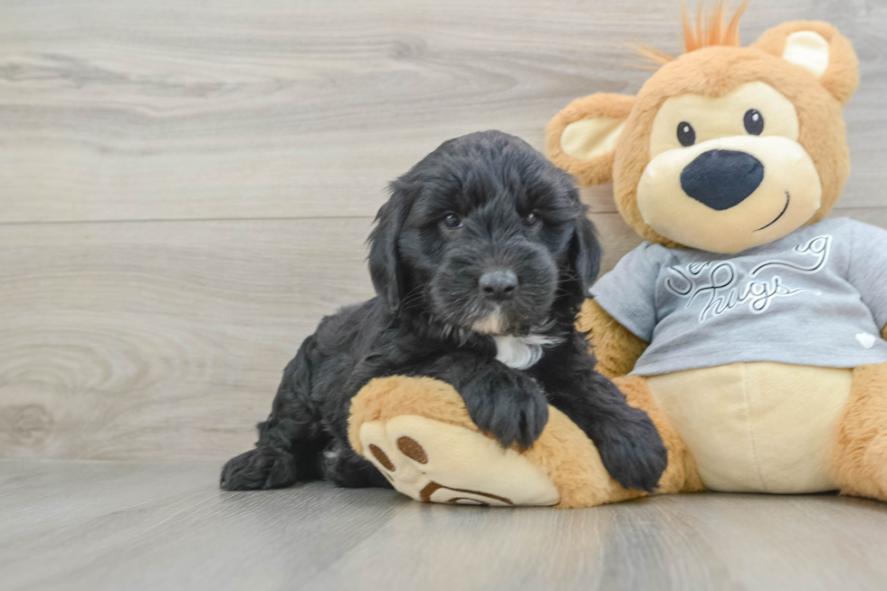 Petite Mini Sheepadoodle Poodle Mix Pup