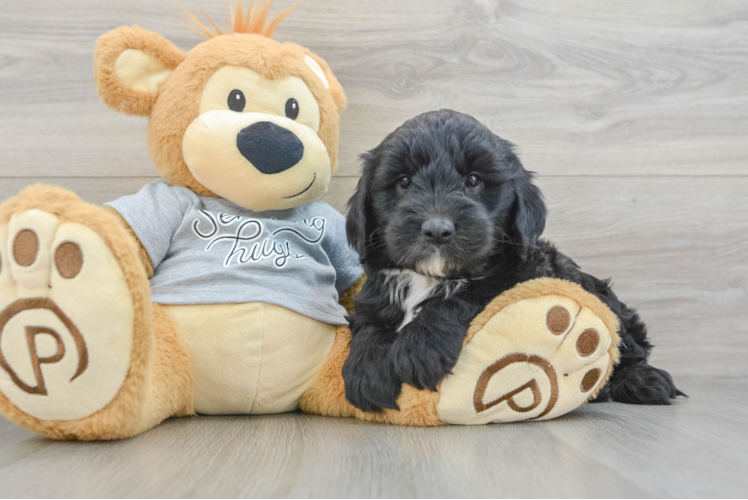 Little Sheeppoo Poodle Mix Puppy