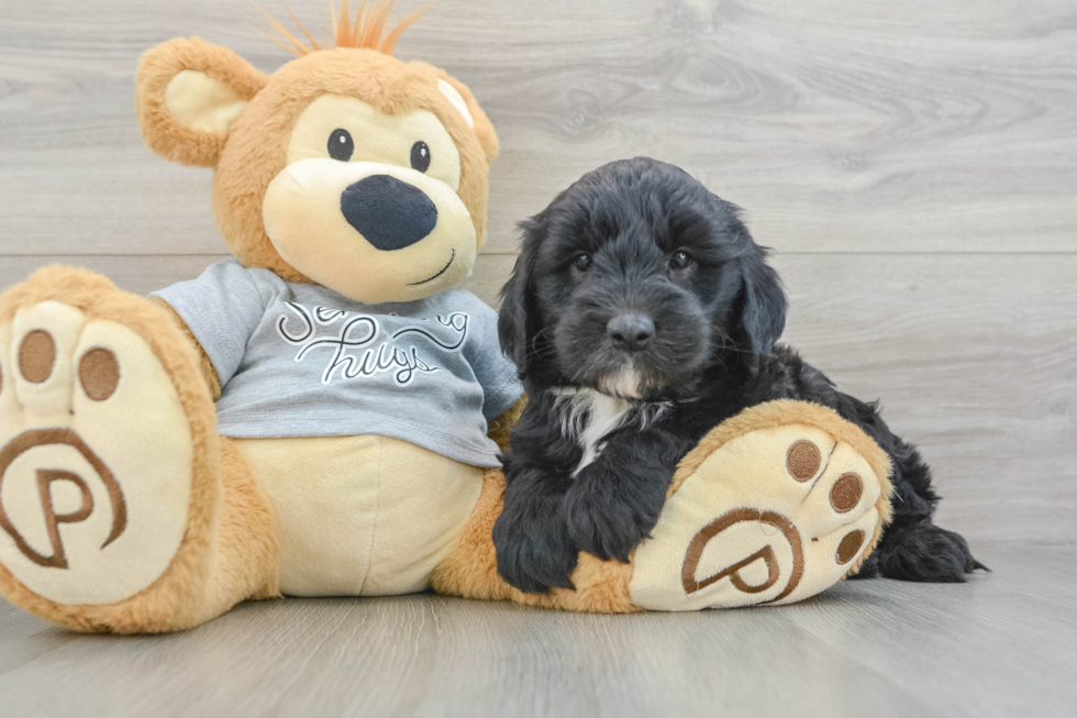 Little Sheeppoo Poodle Mix Puppy