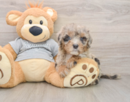 7 week old Mini Sheepadoodle Puppy For Sale - Premier Pups