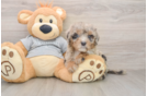 Mini Sheepadoodle Puppy for Adoption
