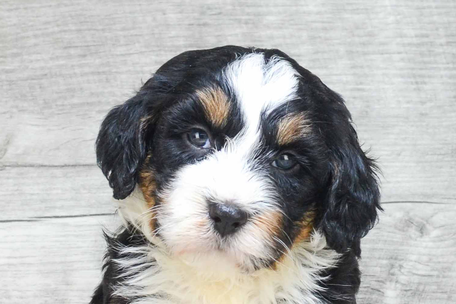 Mini Bernedoodle Puppies For Sale - Premier Pups