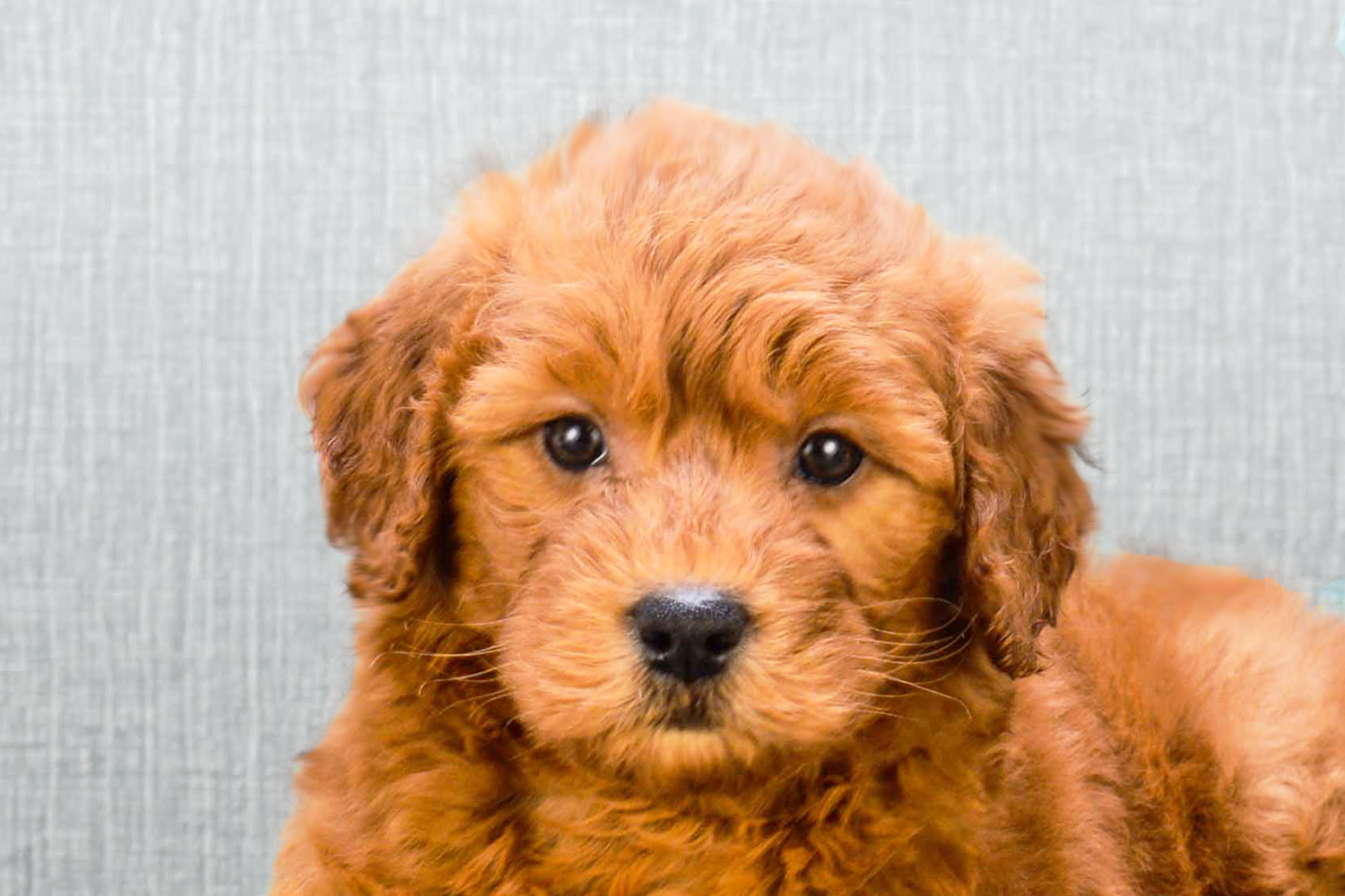 Mini Goldendoodle Puppies For Sale - Premier Pups