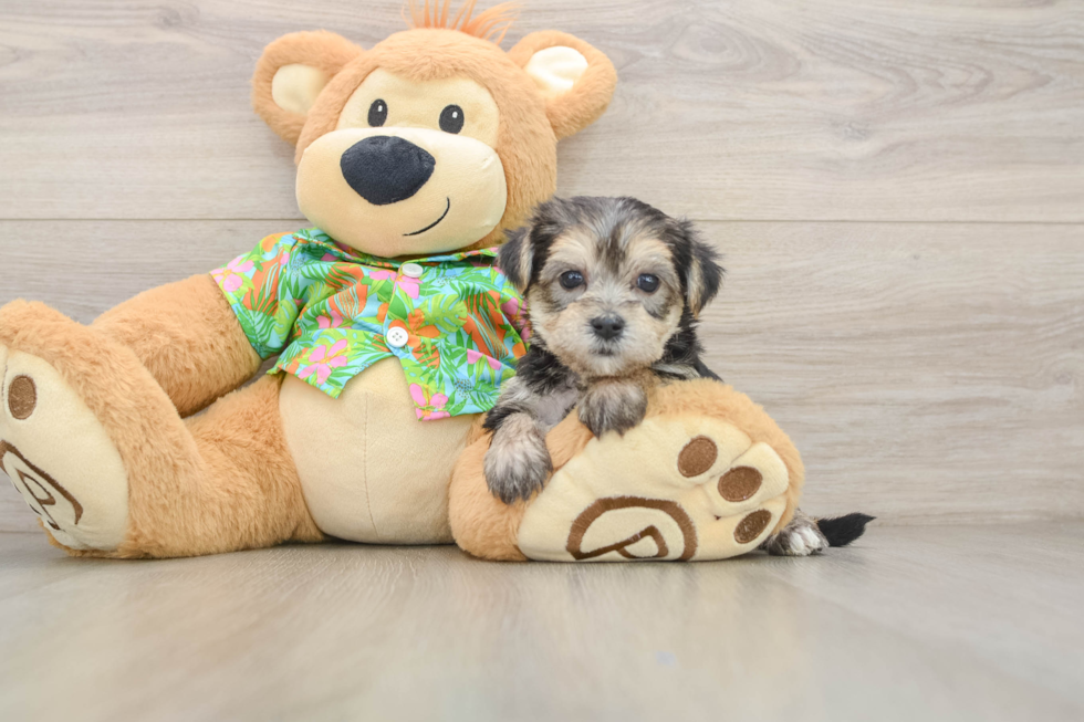Cute Morkie Baby
