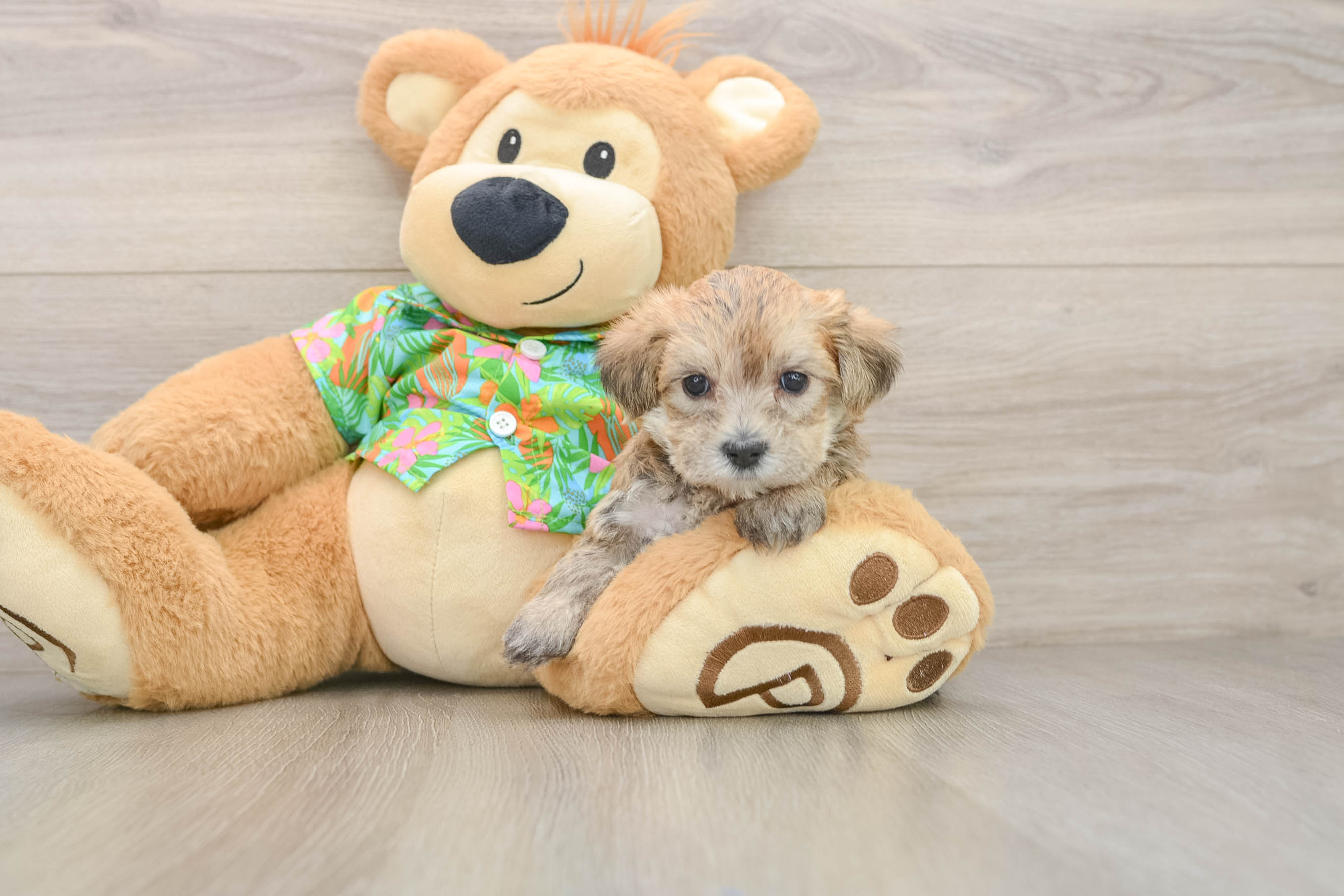 Sweet Morkie Baby