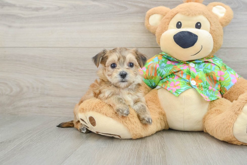 Small Morkie Baby