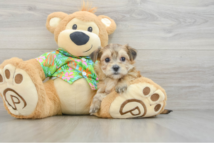 Morkie Puppy for Adoption