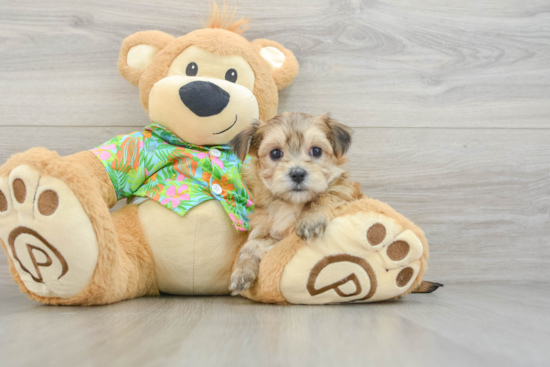 Morkie Puppy for Adoption