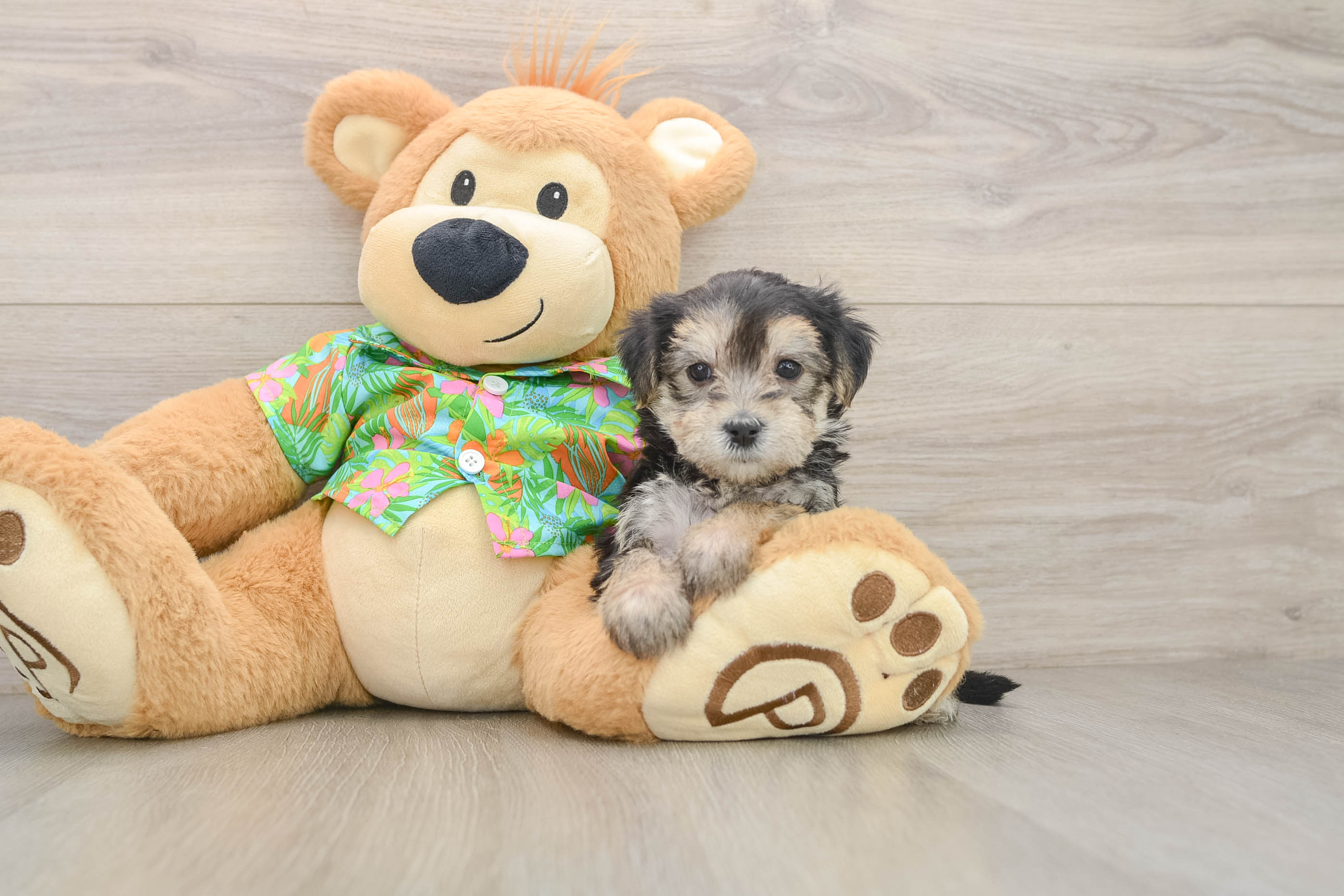 Best Morkie Baby