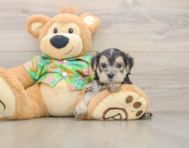 8 week old Morkie Puppy For Sale - Premier Pups