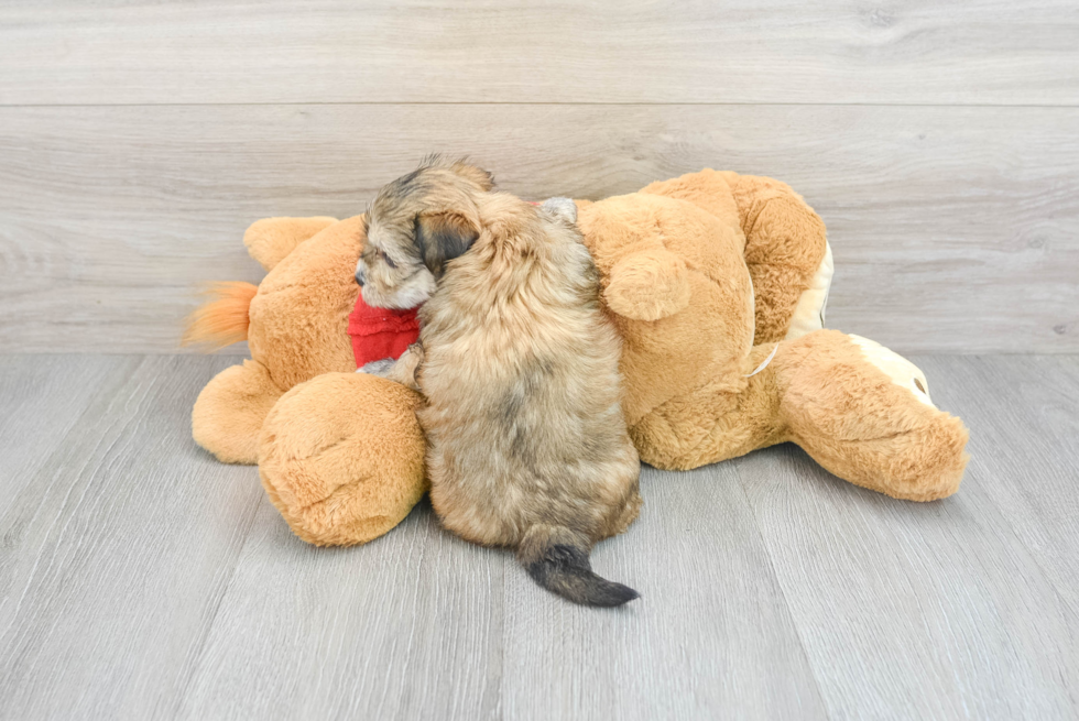 Popular Morkie Designer Pup