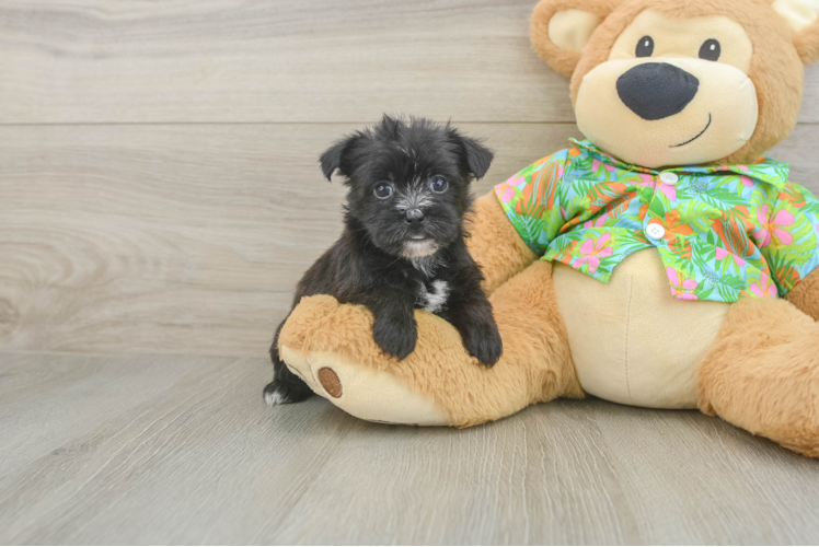 Fluffy Morkie Designer Pup