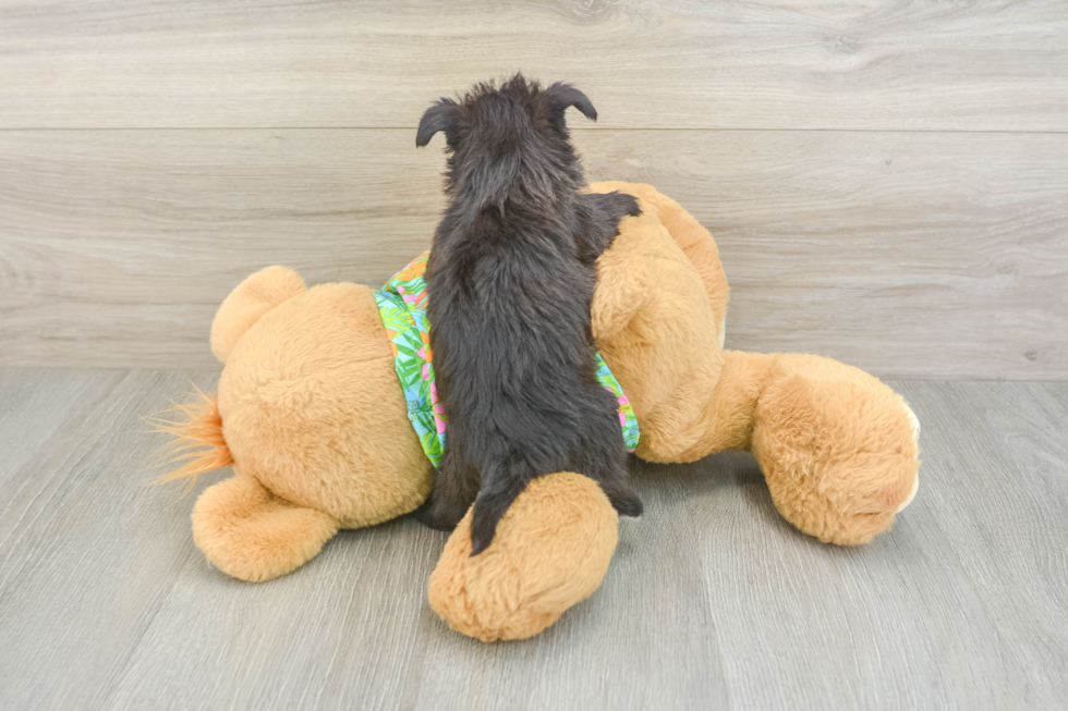 Popular Morkie Designer Pup